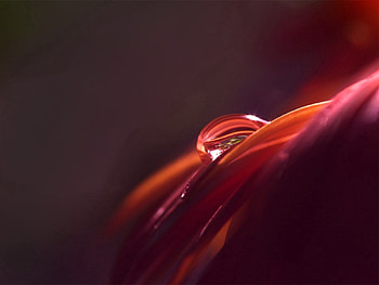 Macro, Drop, Dew, Petal HD wallpaper