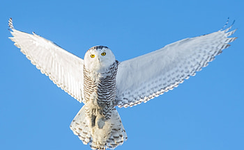 Animals, Sky, Owl, Predator, Flight, Wings HD wallpaper