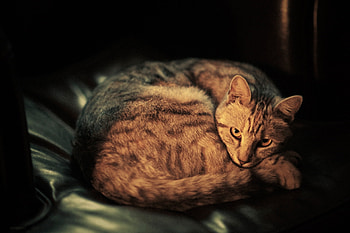 Animals, Cat, To Lie Down, Lie, Dark Background, Shadow HD wallpaper
