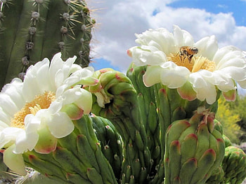 saguaro flower, desert, arizona, saguaro, flowers HD wallpaper