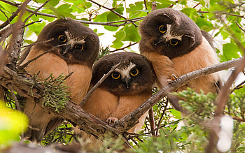 Northern Saw Whet Owl, bird, northern, whet, saw, owl HD wallpaper