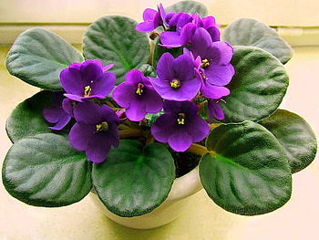 Beautiful Flowers, beautiful, flowers HD wallpaper