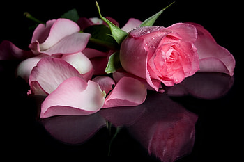 Pink rose, black, valentine, rose, pink, day, petals, flower, mother, card HD wallpaper