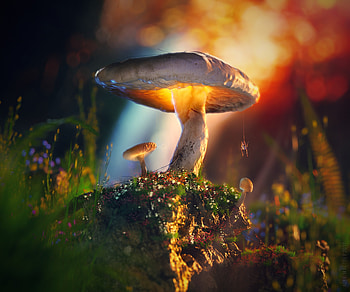 Mashrooms, Macro, 3D, Glow, Spider HD wallpaper