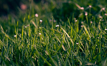 Flowers, Grass, Macro, Field, Shallow, Small HD wallpaper