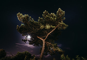 Tree in moonlight, night, nature HD wallpaper