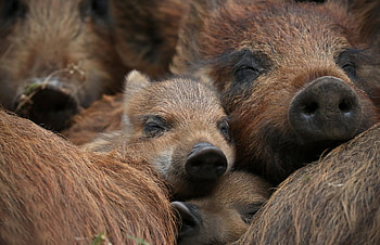 Animal, boar HD wallpaper