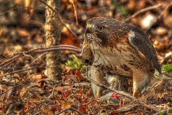 Animals, Leaves, Predator, r, Hawk, Red-Tailed Buzzard, Red-Tailed Saric HD wallpaper