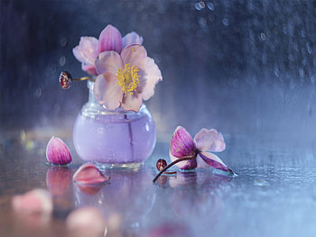 Anemones in a vase, Flowers, Lilac, Vase, Decorations HD wallpaper