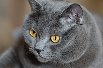 Animals, Cat, Muzzle, Thick, Fat, Briton HD wallpaper