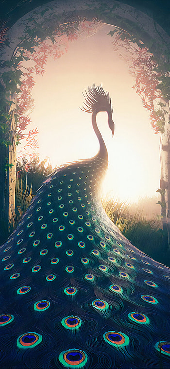 Peacock's journey, XS, Vibrant , Stunning HD phone wallpaper