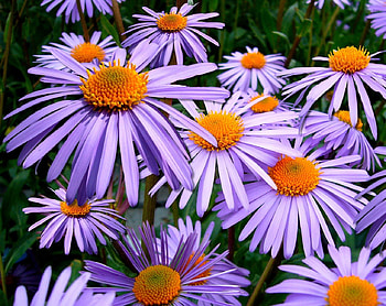 Lovely Flowers!, purple, pretty, s, nature, flowers HD wallpaper