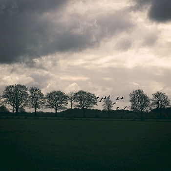 Nature, Birds, Trees, Twilight, Clouds, Field, Dusk HD phone wallpaper
