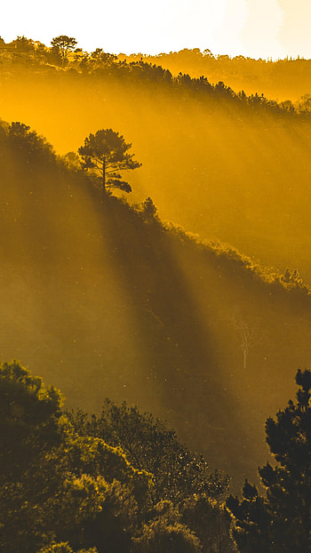 Nature, Trees, Sun, Rays, Beams, Forest HD phone wallpaper