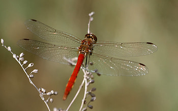 Leaves, Macro, Insect, Dragonfly HD wallpaper