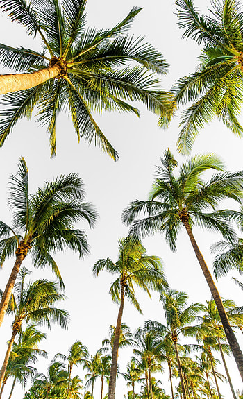 Nature, Trees, Sky, Palms, Top, Tops, Tropical HD phone wallpaper