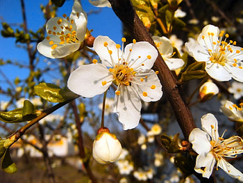 Spring tree, flowering, beautiful, spring, nice, tree, fragrance, pretty, blossoms, branches, blooming, scent HD wallpaper