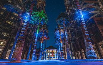 Phoenix Arizona Travels, Night palm trees, Midtown Phoenix, Arizona USA HD wallpaper