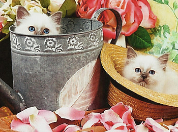 Two kittens in a watercan and hat, blue eyes, watercan, cute, adorable, feline, hat, kittens HD wallpaper