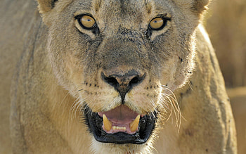 Animals, Grin, Muzzle, Lion, Predator, Big Cat, Anger HD wallpaper