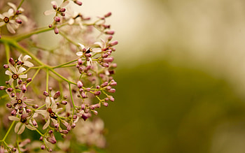Flowers, Plant, Macro, Blur, Smooth, Branch HD wallpaper