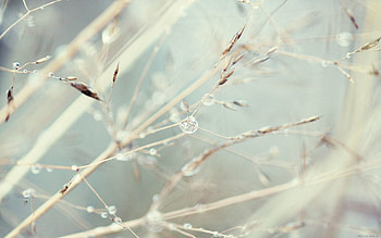 Web, Plant, Macro, Light, Light Coloured, Dandelion, Seeds, Seed HD wallpaper