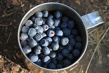 Food, Bilberries, Berries, Cup HD wallpaper