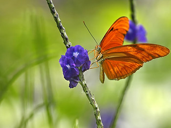 Butterflies, Insects HD wallpaper