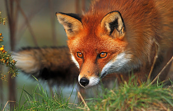 Animals, Fox HD wallpaper