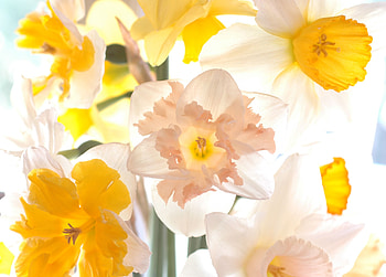 Spring Light, sunshine, sunny, white, daffodils, garden, wonderful, spring, light, field, bright, green, yellow, nature, flowers HD wallpaper