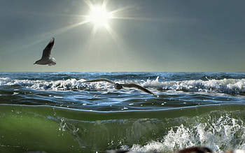 Animals, Landscape, Birds, Sea, Sun, Seagulls, Waves HD wallpaper