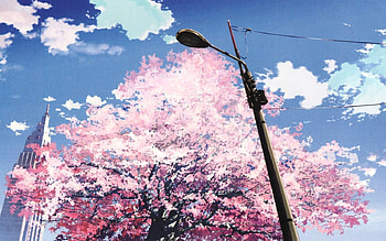 Sakura Tree, pink, sky, tree, sakura HD wallpaper