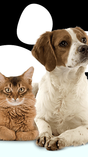 Cat And Dog, Pet Animals, Friends HD phone wallpaper