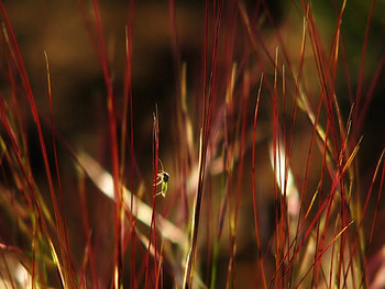Grass, Insects, Macro, Dark, Color HD wallpaper