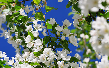 Plants, Flowers HD wallpaper
