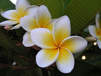 Plumerias, Flowers, Closeup, Nature, Petals HD wallpaper