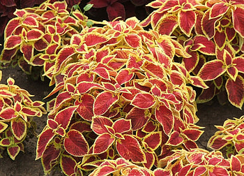 Flowers, Bright, Land, Earth, Variegated, Mottled, Coleus HD wallpaper