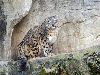 Animals, Snow Leopard, Rocks, Predator, Big Cat, Stains, Spots HD wallpaper