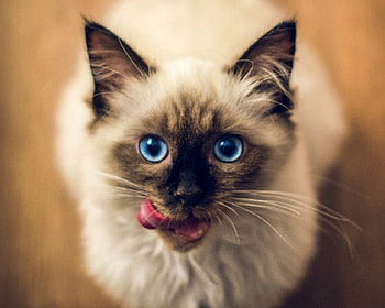 Cute Cat, animal, cute, cat, funny HD wallpaper