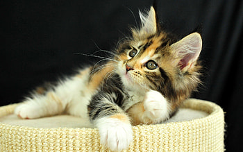 Animals, Cats HD wallpaper