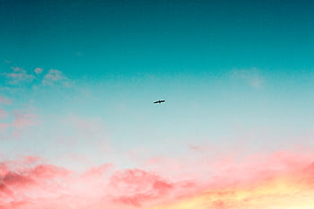 A lone bird silhouettes against a vibrant sunset sky, showcasing stunning pink and blue hues. HD wallpaper