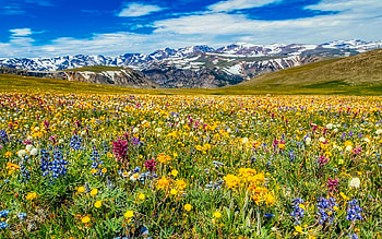 Wildflowers on Beartooth Pass, Montana, blossoms, landscape, clouds, colors, sky, mountains, usa HD wallpaper