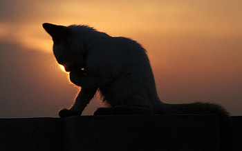 Ultimos retoques antes da festa, vaidade, gato, silhueta, sol HD wallpaper