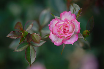 Pink Rose, Leaves, Bokeh, Petals, Rose HD wallpaper