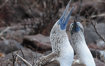 Blue footed booby, , Bird, Adorable HD wallpaper