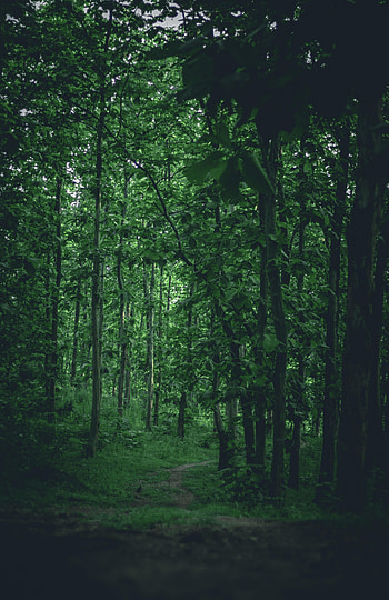 Nature, Trees, Forest, Path HD phone wallpaper