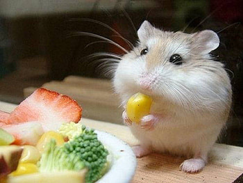 Mouse, Pet, Eating, Animal HD wallpaper