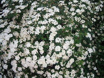 still hanging in there, trees, white, blooms, green HD wallpaper
