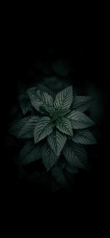 Leaves Amoled , Vibrant colors, High contrast, Digital art HD phone wallpaper