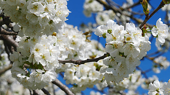 Apple tree flowers blossoming, Wind's gentle kiss, Stock video, Nature's dance HD wallpaper